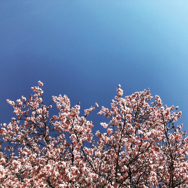 東京は開花 桜の写真がグ ンとよくなるプロ技9つでインスタ投稿 スマホ撮影テク 21 写真 文 田代わこ Ananweb マガジンハウス