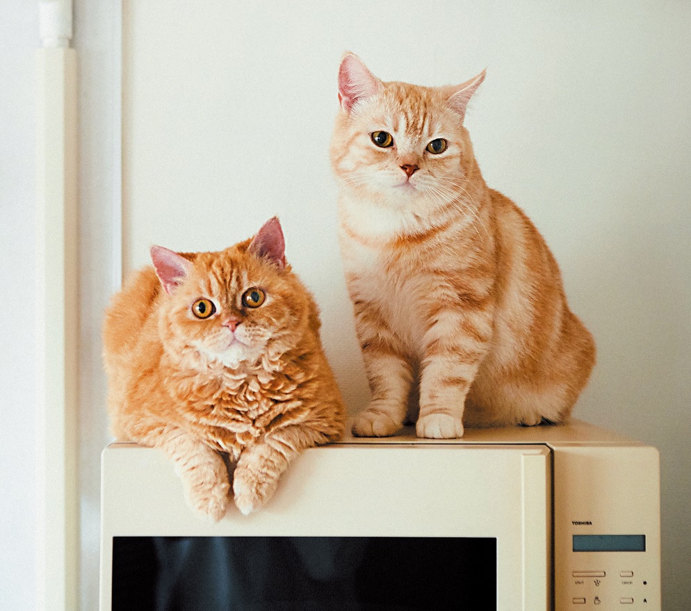 ふわふわキュートな猫コンビ 長男 はお兄ちゃんっぽくなって Ananニュース マガジンハウス