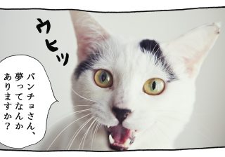 【猫写真４コママンガ】パンチョとガバチョ 「猫かぶり」　＃42