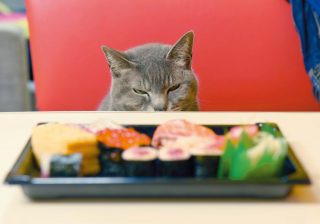 お寿司狙ってるぅ…！　写真家が愛猫の悶絶級にかわいい瞬間を撮った！！