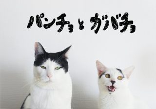 【猫写真４コママンガ】パンチョとガバチョ 「いやちょっとまて」　＃41