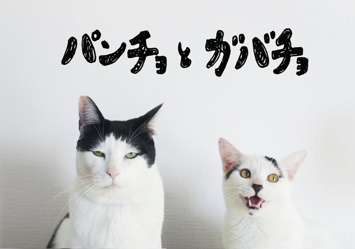 新連載 猫写真マンガ】パンチョとガバチョ ＃2 ポージング – 写真 ...