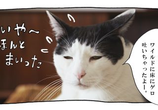 【猫写真４コママンガ】「泥酔」パンチョとガバチョ ＃59