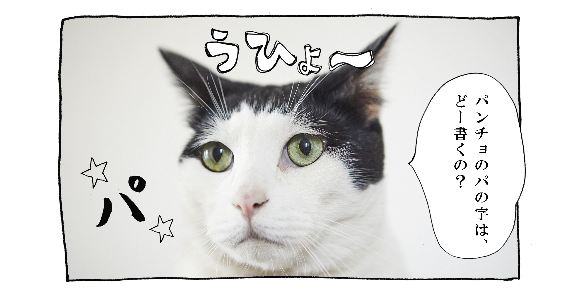 猫写真４コママンガ ブランディング パンチョとガバチョ 65 写真 山口明 構成 山口明 岡あゆみ Ananweb マガジンハウス