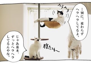 【猫写真４コママンガ】「それどこ情報」パンチョとガバチョ ＃72