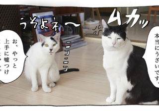 【猫写真４コママンガ】「嘘つき」パンチョとガバチョ ＃85