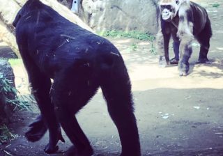 美尻に興奮…  『上野動物園』で人気動物を超かわいく撮っちゃうコツ #35