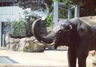 ゾウのアレ激写! 『上野動物園』で大きな動物を超かわいく撮っちゃうコツ #33
