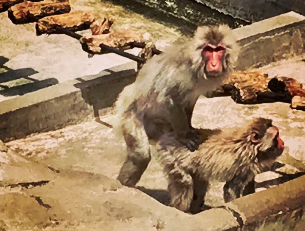 サルのエロ姿も…! 『上野動物園』で小動物を超かわいく撮っちゃうコツ 34 記事詳細｜Infoseekニュース