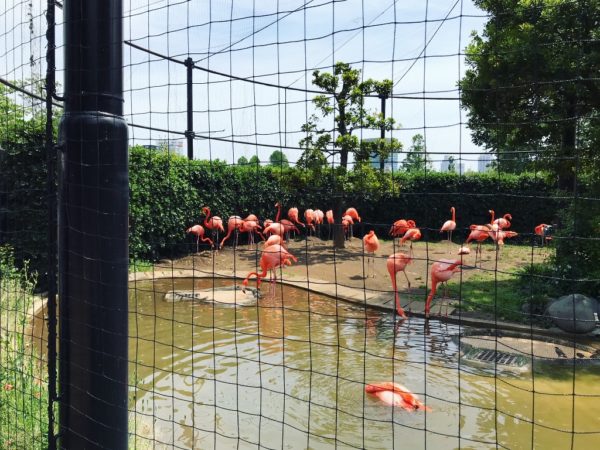 鳥がイケメン 上野動物園 で鳥を超かわいく撮っちゃうコツ 36 18年06月14日 Biglobe Beauty