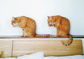 UFO発見!?　その時2匹の猫は驚いて…猫さまシンクロ賞