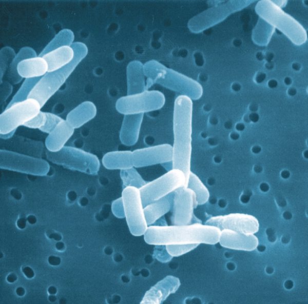 腸の健康は口から？ 欧米で“バクテリアセラピー”が話題