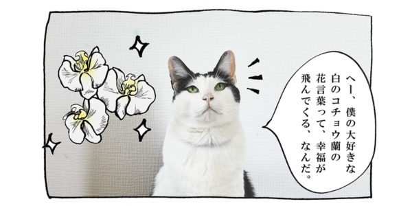 猫写真４コママンガ わたしの花言葉 パンチョとガバチョ 98 写真 山口明 構成 山口明 岡あゆみ Ananweb マガジンハウス