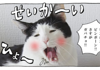 【猫写真４コママンガ】「褒められて伸びるタイプ」パンチョとガバチョ ＃99