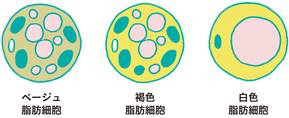 脂肪細胞イメージ