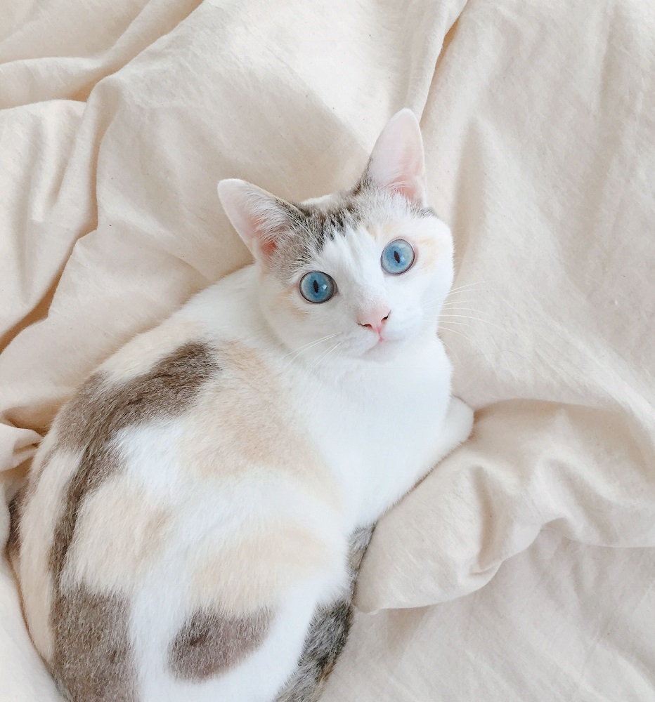 青い瞳のシンデレラ猫 麗しすぎる猫さま から目が離せない Ananニュース マガジンハウス