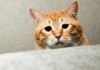 垂れ目の困り顔猫“ぐっぴー”　フォロワー26万人以上の超人気者に！