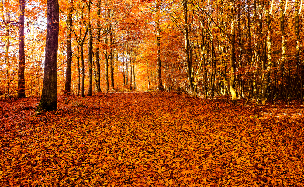 Autumn,Forest,Road,Leaves,Fall,In,Ground,Landscape,On,Autumnal