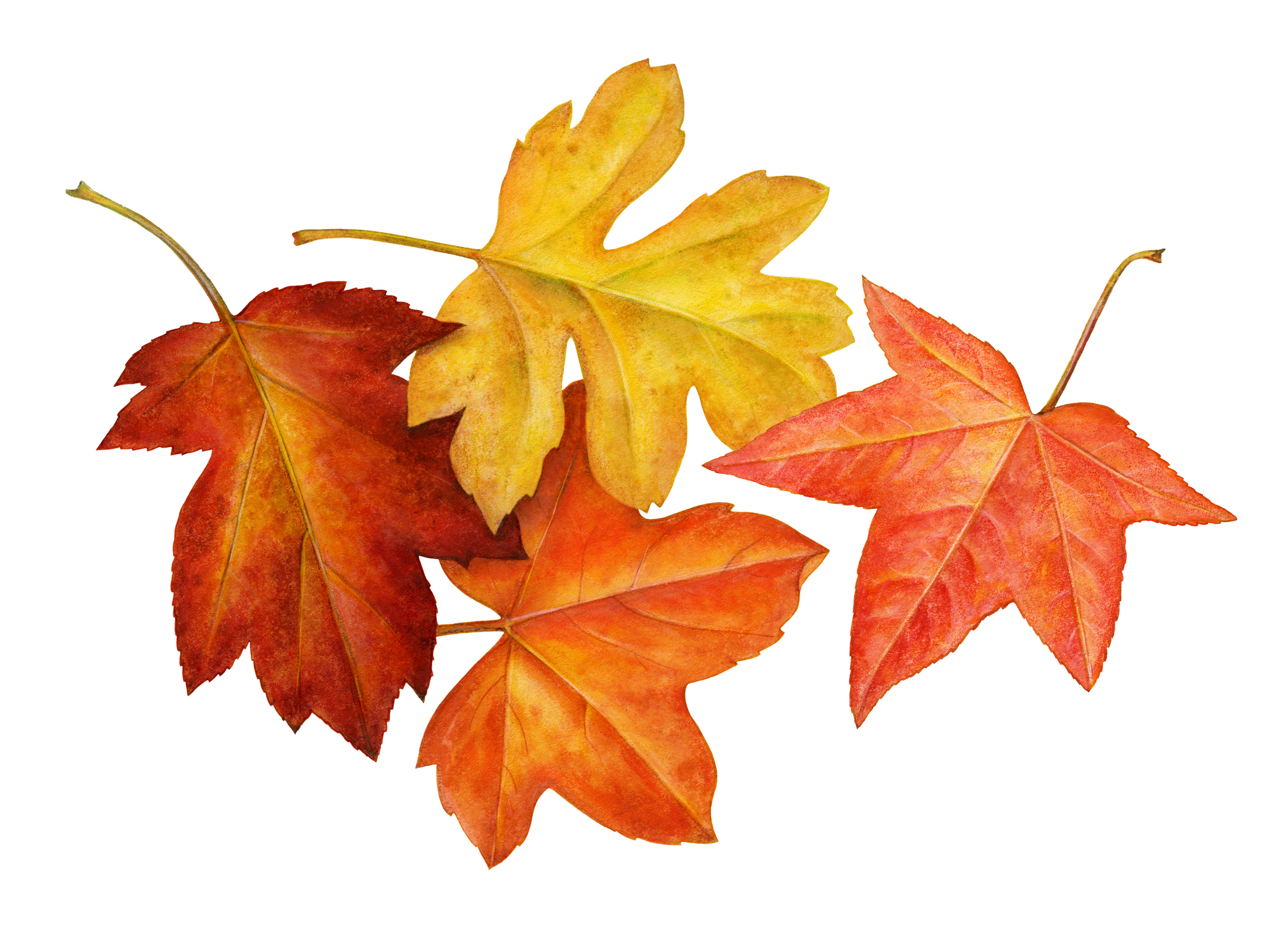 紅葉に纏わる話し | 陽気楽観