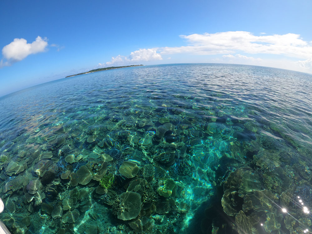 鳩間島近海の珊瑚