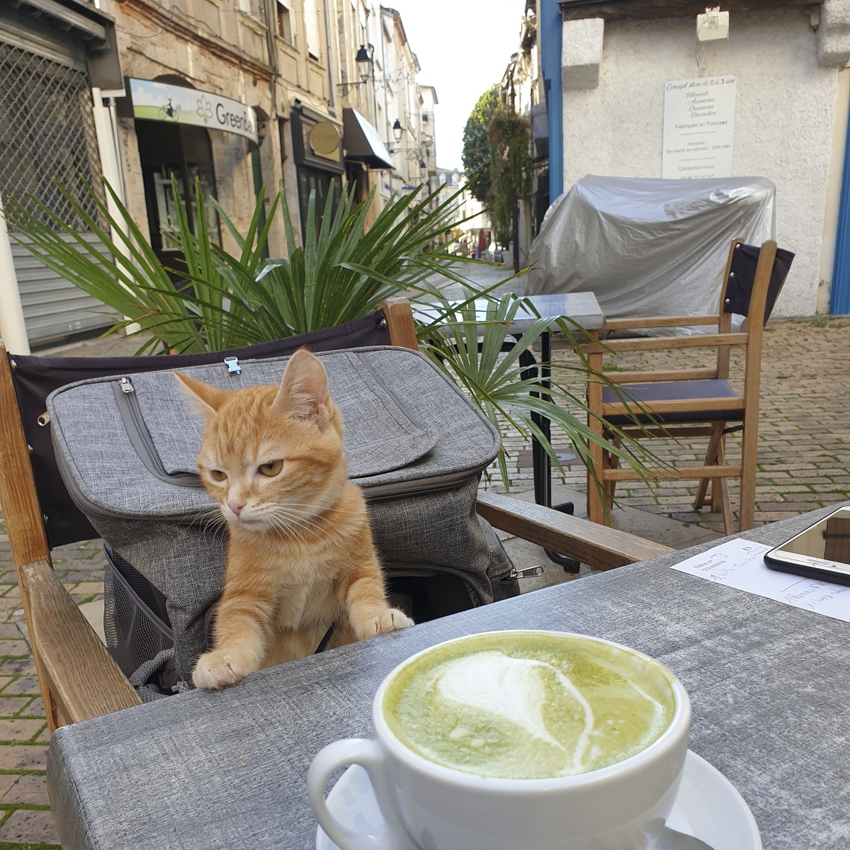 猫　パリ　フランス　保護猫