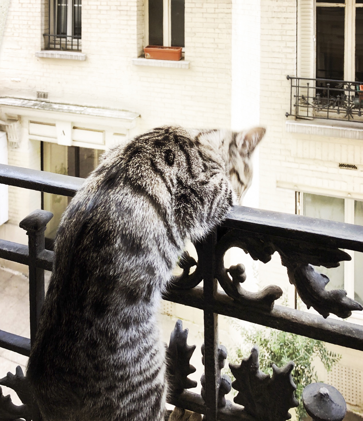 猫　パリ　フランス　保護猫