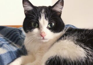 【画像】「ちょっとした奇跡ですよ」と獣医さん…14歳の猫さまが大病を克服できたワケ