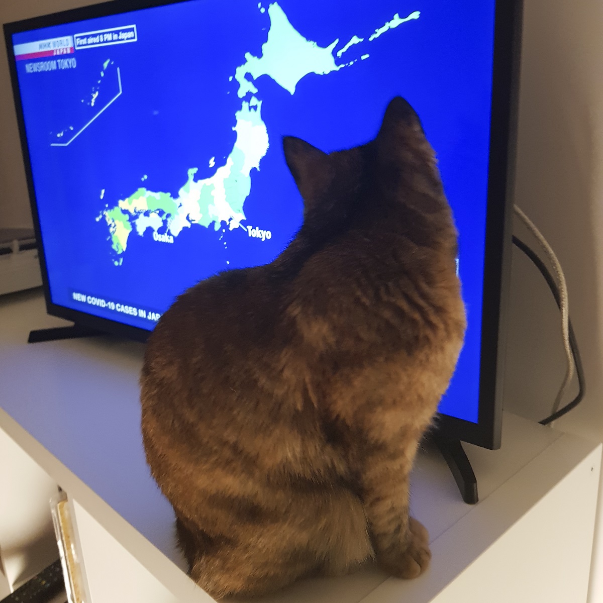 猫 保護猫 フランス コロナ 東日本大震災 被災 岩手