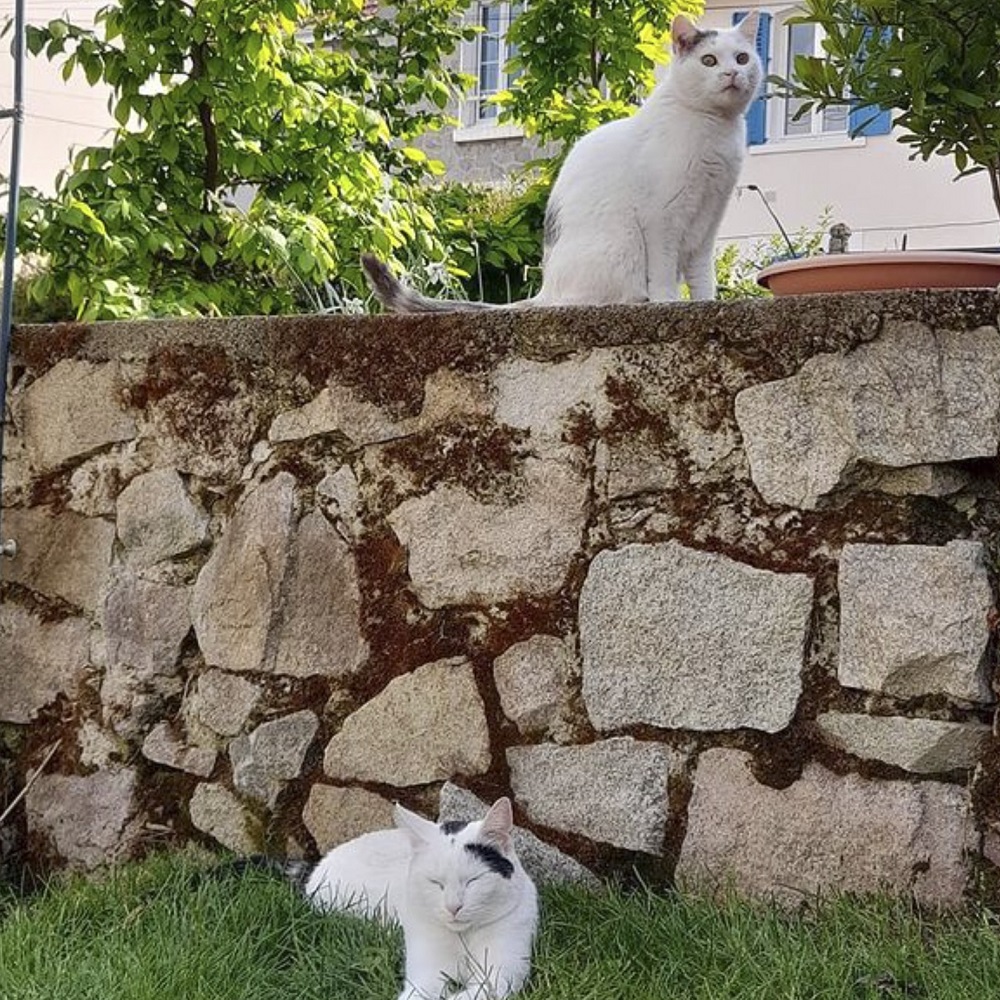 猫 フランス 保護猫