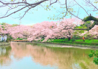 絶景の桜名所、お花見スポット！ 女性約200人に聞いた「激推しの桜景色」12選