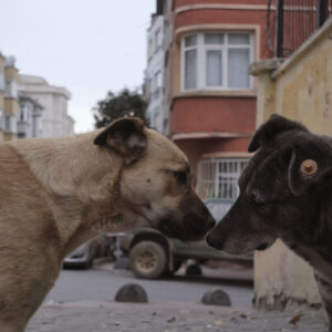 殺処分ゼロの国トルコ「犬をケアするコミュニティのほうが人間的」気鋭監督が語る理由