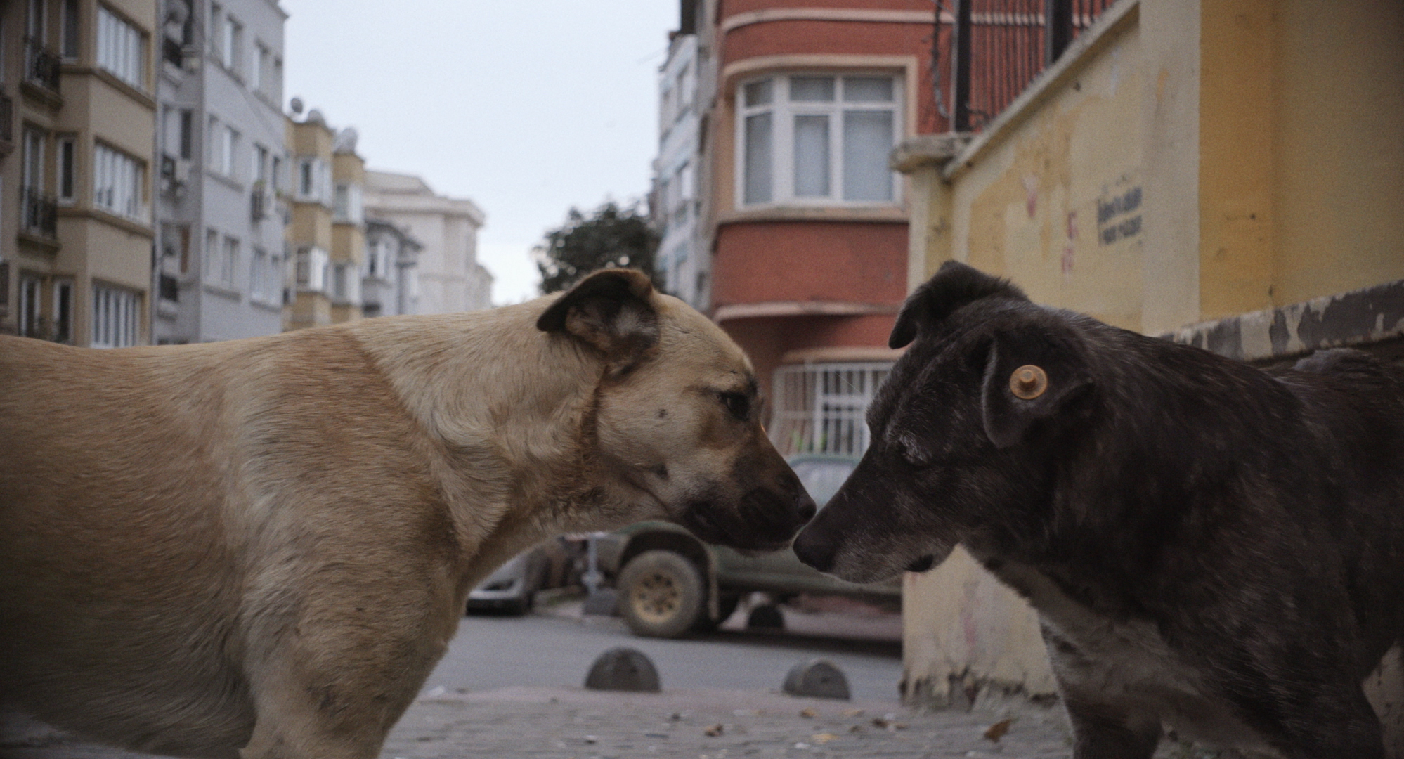 殺処分ゼロの国トルコ 犬をケアするコミュニティのほうが人間的 気鋭監督が語る理由 Anew マガジンハウス