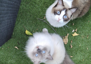 【画像】もふもふの毛と青い目にゾッコンです…猫さまが大好物の特別なおやつとは