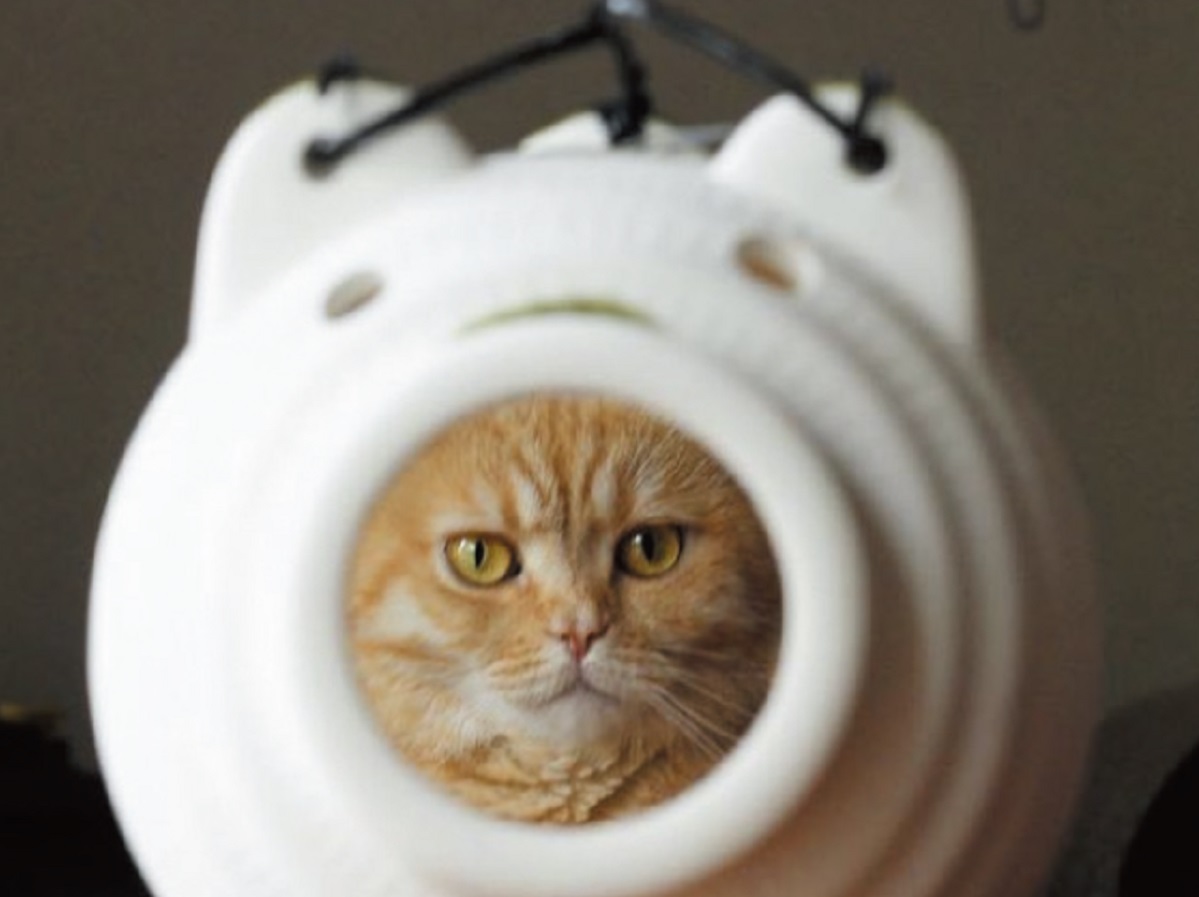 クセが強い 猫さまの 予測不能な行動 をとらえた11ショット Ananニュース マガジンハウス