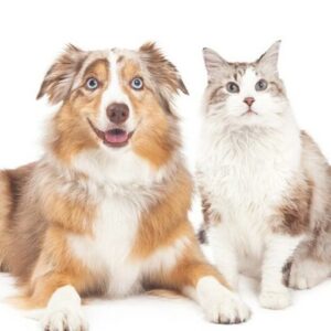 “犬猫介護アドバイザー”の需要は高まるばかり…！ 今注目「動物介護資格」の種類や取得方法を徹底解説