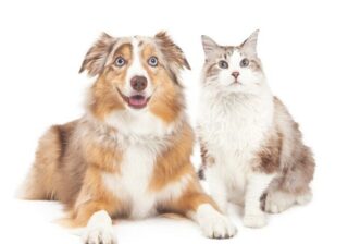“犬猫介護アドバイザー”の需要は高まるばかり…！ 今注目「動物介護資格」の種類や取得方法を徹底解説