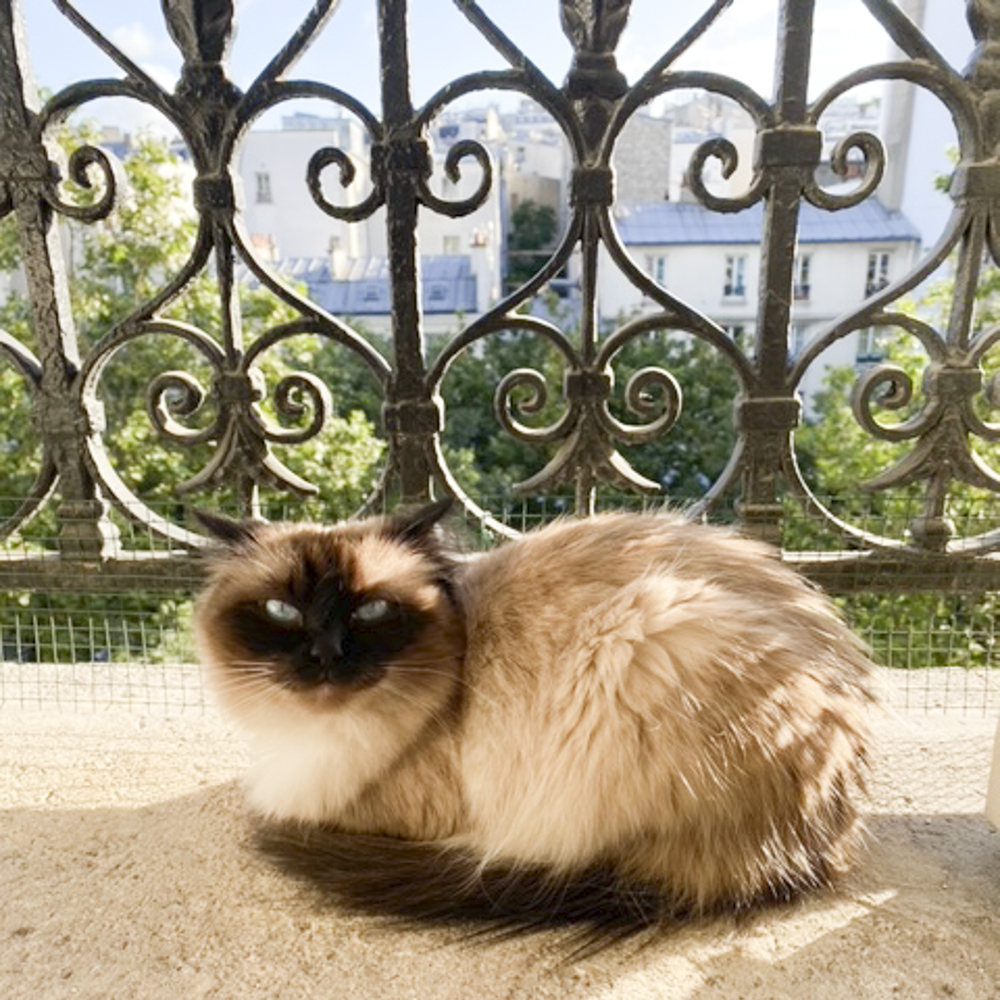 保護猫　猫　フランス　ラグドール