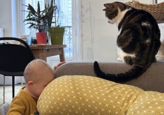 【画像】赤ちゃんとの距離感に悶絶！…戸惑いながらも奮闘する猫さまの新生活とは