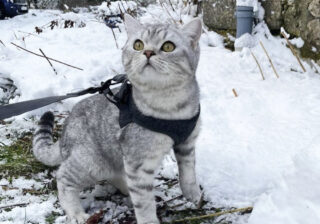【画像】かっこいいでしょ！…雪の中を散歩する勇ましい猫さまの甘えん坊な一面