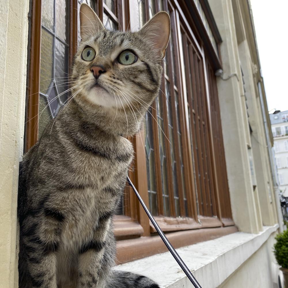 猫　保護猫　フランス　キジトラ