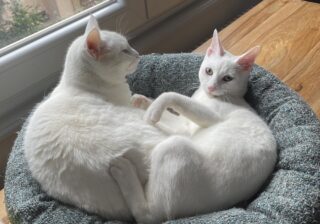 【画像】姉弟みたいでしょ…真っ白な猫さまたちのちょっと意外な共通点