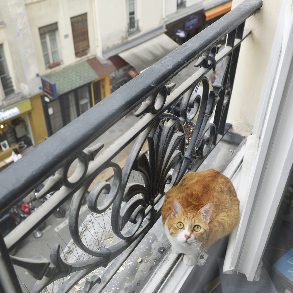 猫　保護猫　フランス