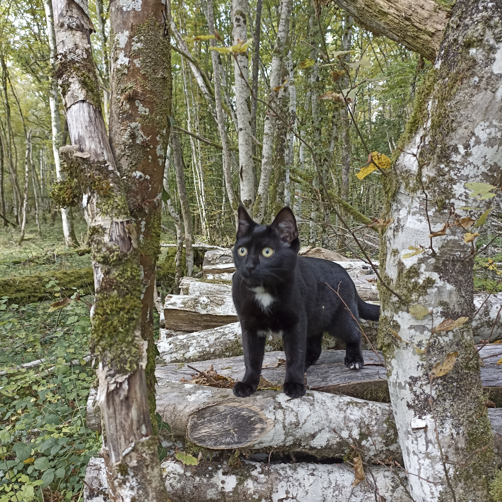 猫　保護猫　フランス　黒猫