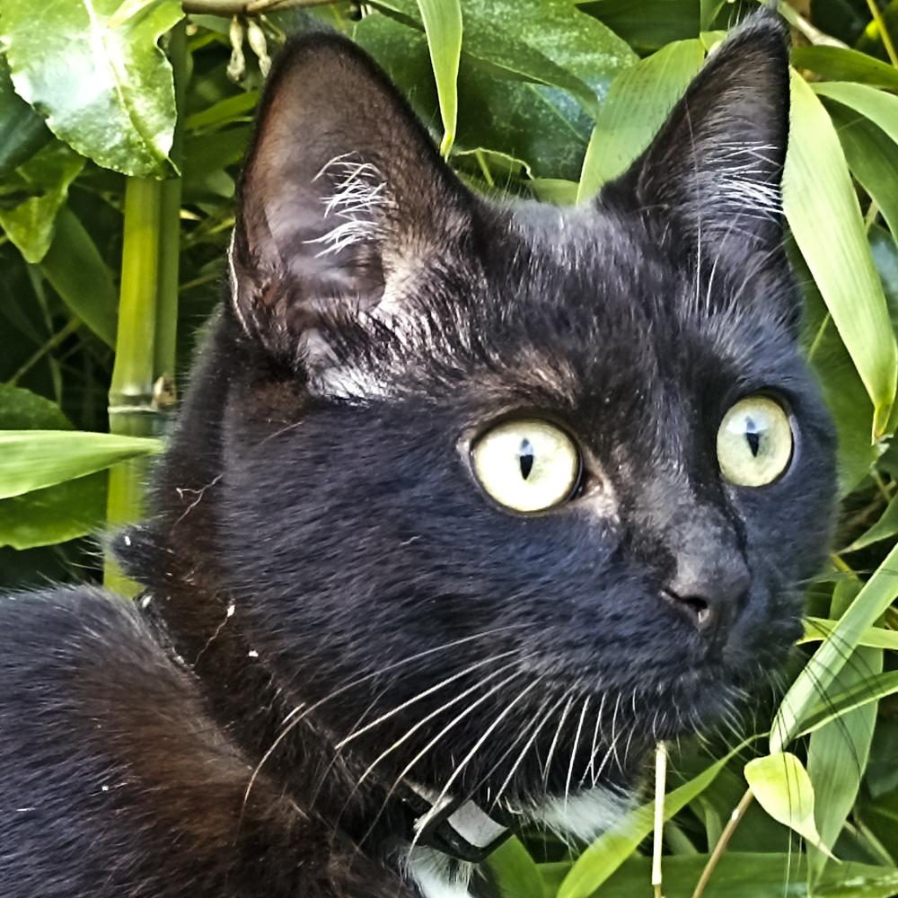 猫　保護猫　フランス　黒猫