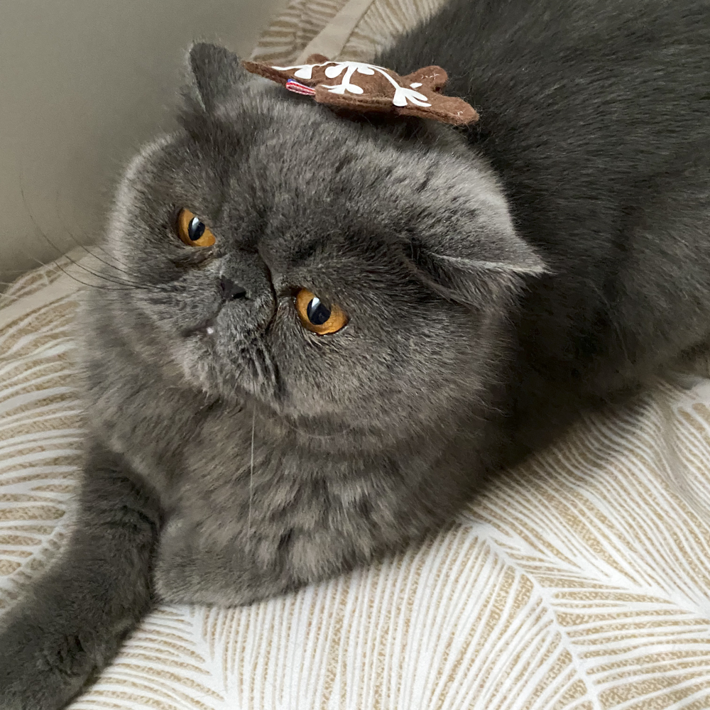 猫　保護猫　フランス　エキゾチックショートヘア