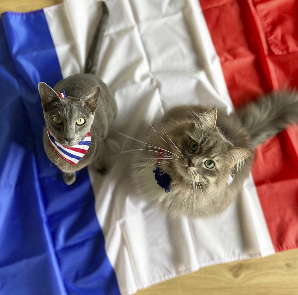 猫　保護猫　フランス　シャルトリュー　オリエンタルショートヘア　サイベリアン