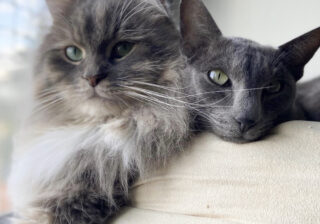 【画像】別名コウモリとテディベア…猫さま仕様のアパートに住む美形猫さまたち