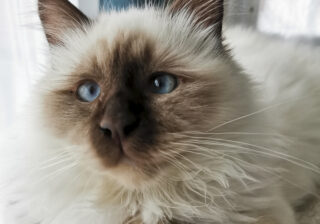 【画像】青い瞳の子クマのよう…1歳前の猫さまの見事なおなかで癒されたい！