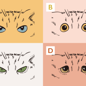 猫さまとの仲が良くなる！ 猫さまの目の形でわかる、性格と対処法