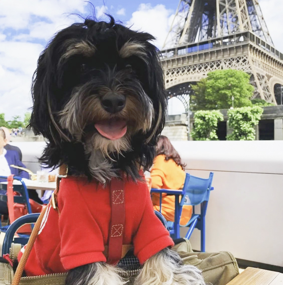 犬　保護犬　フランス　犬のいる暮らし　フランスの犬事情　ハバニーズ